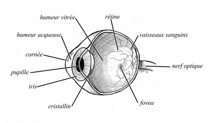 insrtu-oeil.jpg